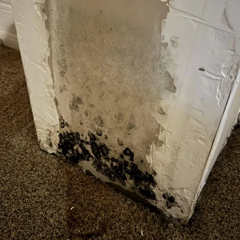 Professional Mold Removal in Oracle, AZ
